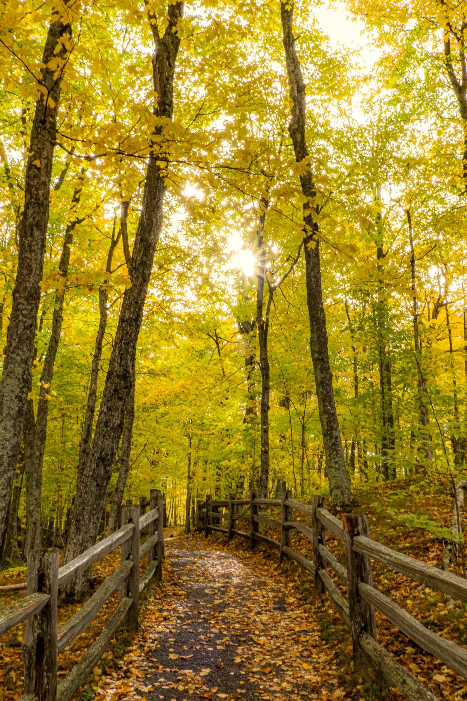Autumn Walk